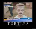 turtles1.jpg