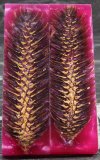 Pink Pine Cone.jpg