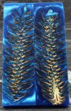 Turquoise Pine Cone.jpg