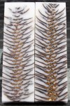 White Pine Cone.jpg