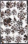 White Sweetgum Ball.jpg