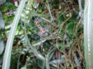 small spider.JPG