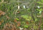 huge unknown spider.JPG