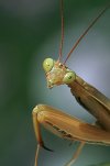 praying mantis.jpg