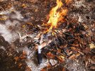 Fire.jpg