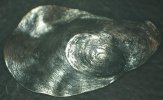 Oyster 011.jpg