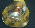 Oyster 009.jpg