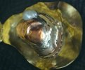 Oyster 008.jpg