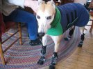 Doggie.jpg