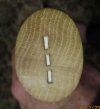 Ardex end grain.jpg