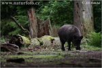 wild-boar-4155.jpg