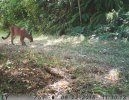 MountainLionLion.jpg