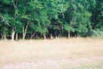 McKinneyagain-0012.jpg