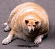 fat dog.jpg