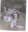 Dogs 009.jpg