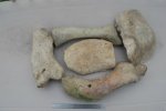 fossil bone.jpg