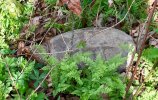 IMG_5505.JPG