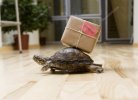 depositphotos_8990986-Delivery-turtle.jpg