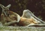 kangaroo (small).jpg