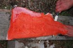 rag fileting chinook with wilson knife2.jpg