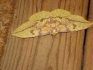Eacles imperialis 003.jpg
