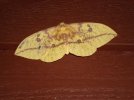 Eacles imperialis 009.jpg