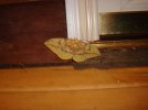 Eacles imperialis 014.jpg