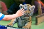 roadside-zoo.jpg