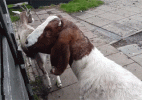 satangoat.gif