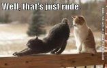 well-thats-just-rude-cat.jpg