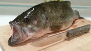 20170520_230412.jpeg