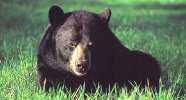 dave'sbear.jpg