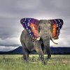 Butterphant.jpg