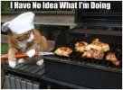 cebee12ac25f867ffd1b25fe5a148acc--chefs-funny-cats.jpg