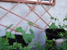 DSCF7917 SCARLET RUNNER BEANS LATTICE 800 MED.jpg