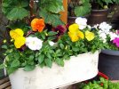 DSCF7816 PANSY BASKET 800 MED.jpg