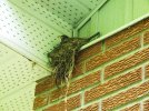 DSCF7848 ROBIN NEST 800 MED.jpg