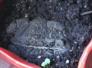 DSCF8001 LUMPY BASIL POT 800 MED.jpg