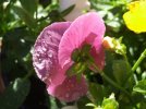 DSCF7972 PANSY PINK BACKLIGHTED EMAIL COMPRESSION.jpg