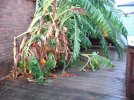 banana tree.jpg