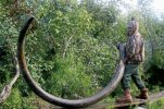 14 Foot Tusk.jpg