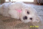 puppy.jpg