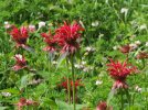 DSCF8135 BEE BALM 850 MED.jpg