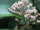 DSCF8162 MONARCH CATERPILLAR ON MILKWEED 850 MED.jpg