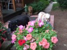 DSCF8182 DAISY DEZ TAL DOG WATERING STATION PETUNIAS 850 MED.jpg