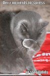 funny-pictures-cat-thinks-you-are-stupid.jpg