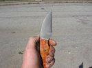hawkbill (6).jpg