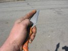 hawkbill (7).jpg