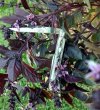 IMG_20170808_201235.jpg