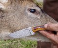 buck3.jpg